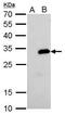 Streptavidin antibody, MA5-17282, Invitrogen Antibodies, Western Blot image 