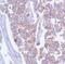 Catenin delta-1 antibody, MA5-16386, Invitrogen Antibodies, Immunohistochemistry frozen image 