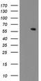 Makorin Ring Finger Protein 1 antibody, TA503486, Origene, Western Blot image 