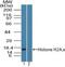 H2A Histone Family Member X antibody, NBP2-27427, Novus Biologicals, Western Blot image 