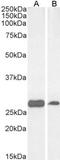 Phosphoglycerate mutase 1 antibody, NB100-774, Novus Biologicals, Western Blot image 