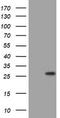 BCL2 Interacting Protein 1 antibody, TA802189BM, Origene, Western Blot image 