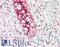 Endothelial Cell Surface Expressed Chemotaxis And Apoptosis Regulator antibody, LS-B10278, Lifespan Biosciences, Immunohistochemistry paraffin image 