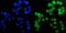 Androgen Receptor antibody, A00542, Boster Biological Technology, Immunofluorescence image 