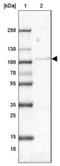 Schlafen Family Member 13 antibody, NBP1-93879, Novus Biologicals, Western Blot image 