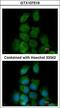 Mitogen-activated protein kinase 15 antibody, LS-B6317, Lifespan Biosciences, Immunofluorescence image 