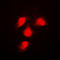 Erk1 antibody, LS-C352721, Lifespan Biosciences, Immunofluorescence image 
