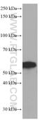 FKBP Prolyl Isomerase 8 antibody, 66690-1-Ig, Proteintech Group, Western Blot image 