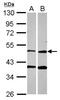Protoporphyrinogen Oxidase antibody, NBP2-19905, Novus Biologicals, Western Blot image 