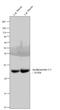 APOC3 antibody, 710262, Invitrogen Antibodies, Western Blot image 