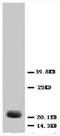 HSTF-1 antibody, AP23262PU-N, Origene, Western Blot image 