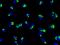 Polypeptide N-acetylgalactosaminyltransferase 2 antibody, GTX02226, GeneTex, Immunocytochemistry image 