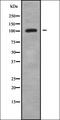 Peroxisomal Biogenesis Factor 6 antibody, orb338534, Biorbyt, Western Blot image 
