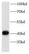 Developmentally Regulated GTP Binding Protein 2 antibody, FNab02538, FineTest, Western Blot image 