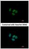 Grainyhead Like Transcription Factor 1 antibody, NBP2-16744, Novus Biologicals, Immunocytochemistry image 