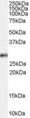 Homeobox B13 antibody, MBS421172, MyBioSource, Western Blot image 