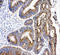HSD17B4 antibody, LS-C312878, Lifespan Biosciences, Immunohistochemistry frozen image 
