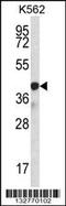 Klf14 antibody, 56-797, ProSci, Western Blot image 