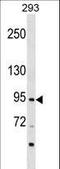 Zinc Finger Protein 341 antibody, LS-C157445, Lifespan Biosciences, Western Blot image 