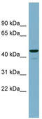 Calcium Activated Nucleotidase 1 antibody, TA340307, Origene, Western Blot image 