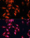 mTid-1 antibody, 14-965, ProSci, Immunofluorescence image 