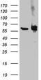 Polypyrimidine Tract Binding Protein 3 antibody, TA812036S, Origene, Western Blot image 