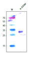Endothelial cell-selective adhesion molecule antibody, AP26026PU-L, Origene, Western Blot image 