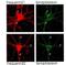 Neuronal Calcium Sensor 1 antibody, orb345370, Biorbyt, Immunocytochemistry image 