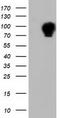 Aldehyde Dehydrogenase 1 Family Member L1 antibody, TA501854S, Origene, Western Blot image 