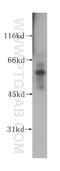 TEA Domain Transcription Factor 3 antibody, 13120-1-AP, Proteintech Group, Western Blot image 