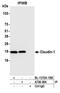 HAUSP antibody, A700-094, Bethyl Labs, Immunoprecipitation image 