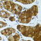 Cholesteryl Ester Transfer Protein antibody, 15-063, ProSci, Immunohistochemistry paraffin image 
