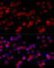 Cytochrome P450 Family 3 Subfamily A Member 7 antibody, 13-383, ProSci, Immunofluorescence image 