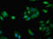Grainyhead Like Transcription Factor 2 antibody, LS-C399426, Lifespan Biosciences, Immunofluorescence image 