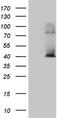 DNA-directed RNA polymerase III subunit H antibody, TA809442S, Origene, Western Blot image 