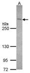 BRCA2 antibody, GTX70123, GeneTex, Western Blot image 