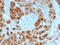 Pancreatic secretory granule membrane major glycoprotein GP2 antibody, AE00180, Aeonian Biotech, Immunohistochemistry paraffin image 