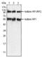 Retrotransposon-derived protein PEG10 antibody, AM06299SU-N, Origene, Western Blot image 