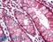 Colonic mucin antibody, LS-B2250, Lifespan Biosciences, Immunohistochemistry paraffin image 