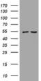 Phosphatidylinositol-4,5-bisphosphate 3-kinase catalytic subunit delta isoform antibody, MA5-26514, Invitrogen Antibodies, Western Blot image 