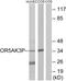 Putative olfactory receptor 5AK3 antibody, PA5-38185, Invitrogen Antibodies, Western Blot image 