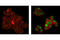 Early Growth Response 1 antibody, 4153S, Cell Signaling Technology, Immunofluorescence image 