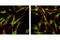 Erk1 antibody, 4695P, Cell Signaling Technology, Immunofluorescence image 