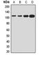 FAST Kinase Domains 1 antibody, LS-C668352, Lifespan Biosciences, Western Blot image 