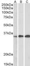 EF-hand domain-containing protein D2 antibody, LS-C55545, Lifespan Biosciences, Western Blot image 