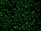 INSM Transcriptional Repressor 1 antibody, 206120-T02, Sino Biological, Immunohistochemistry frozen image 