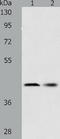 Protein C inhibitor antibody, TA323609, Origene, Western Blot image 