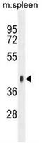 Synaptotagmin Like 3 antibody, AP54130PU-N, Origene, Western Blot image 