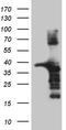 Amidohydrolase Domain Containing 1 antibody, LS-C799836, Lifespan Biosciences, Western Blot image 