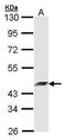 Arfaptin-2 antibody, PA5-28012, Invitrogen Antibodies, Western Blot image 